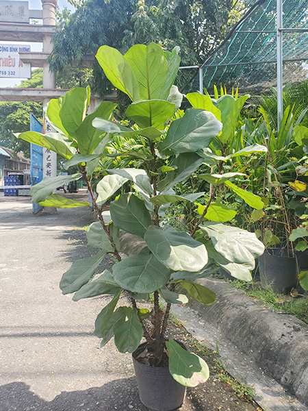 Cho thuê cây bàng Singapore